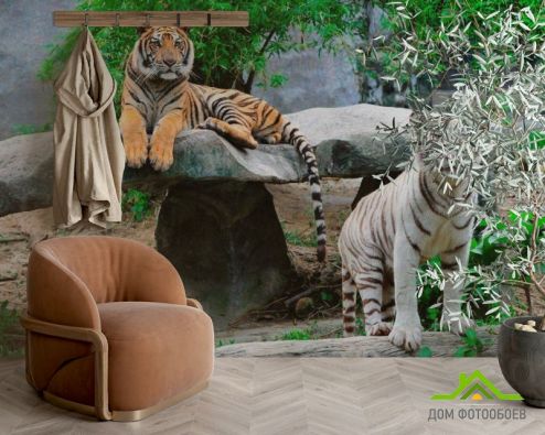 выбрать Фотообои Любознательные тигры Фотообои, цвет: «» на стену
