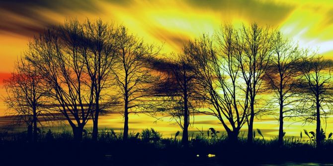 Фотообои желтое небо за деревьями