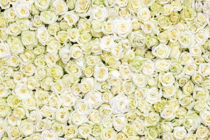 Фотошпалери море білих троянд