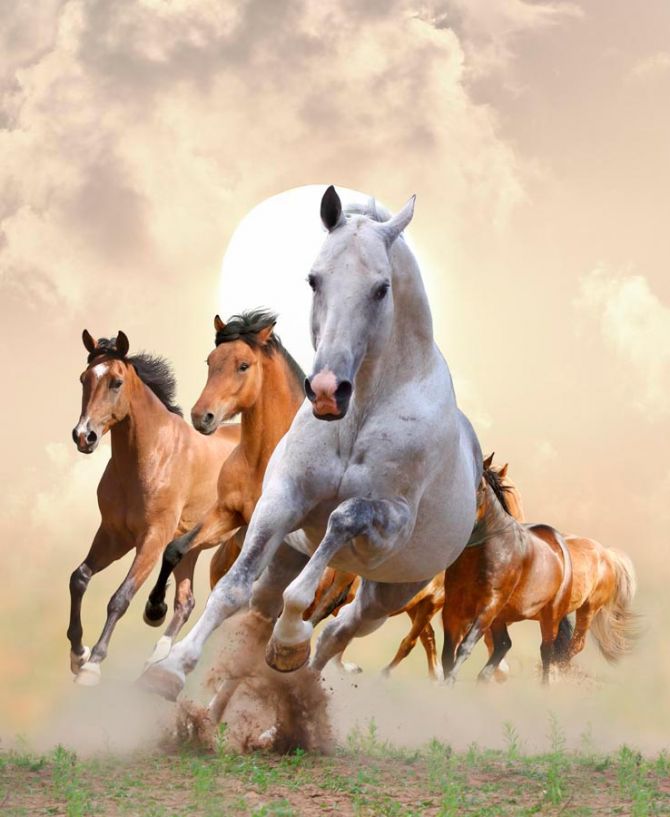 Фотошпалери Скачки коней