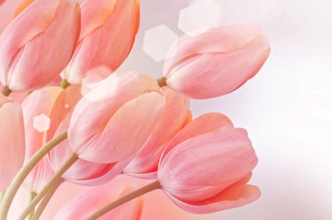 Фотошпалери рожеві тюльпани