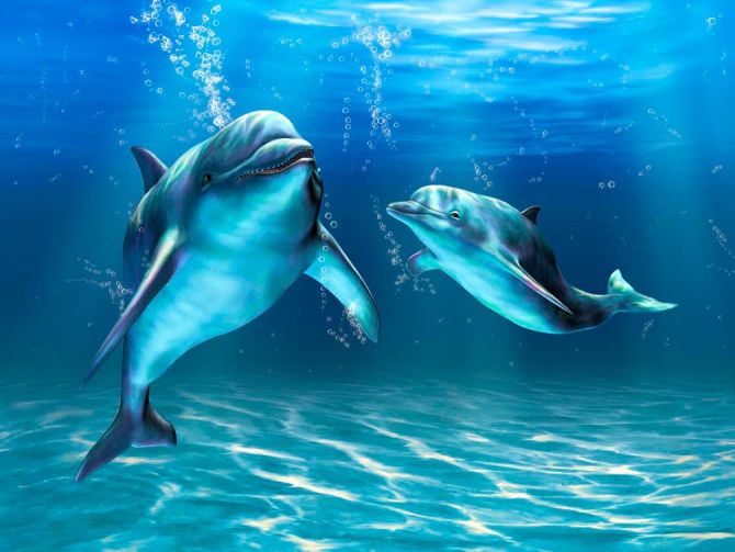 Фотообои Игры дельфинов