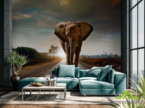 выбрать Фотообои Слон на дороге Фотообои Фотообои Животные: горизонталная, горизонтальная, рисунок ориентация на стену