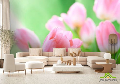 выбрать Фотообои Нежно-розовые тюльпаны Фотообои Фотообои Цветы: фото, розовый  на стену