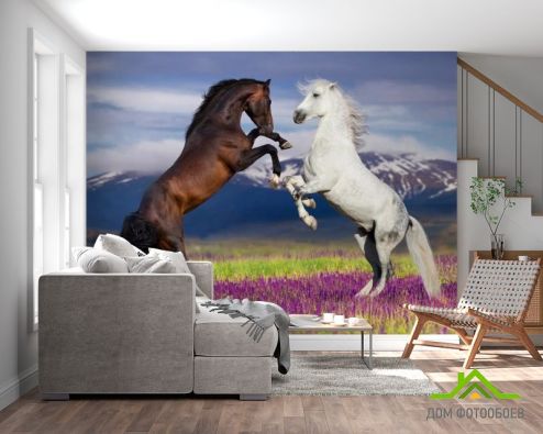выбрать Фотошпалери біла і чорна кінь Фотошпалери Фотошпалери Тварини: квадратна, горизонтальна орієнтація на стіну