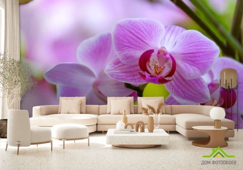 выбрать Фотообои орхидеи с листиком Фотообои, цвет: «» на стену