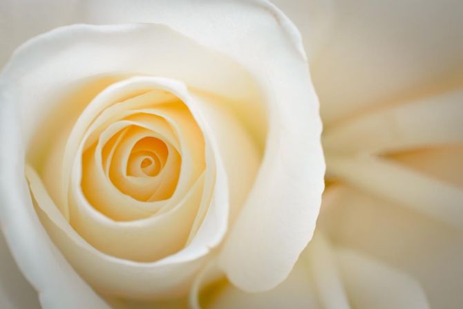 Фотообои кремовая роза