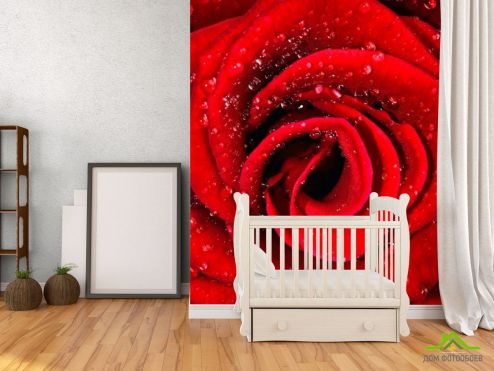 выбрать Фотообои Роза алая в росе Красные фотообои на стену
