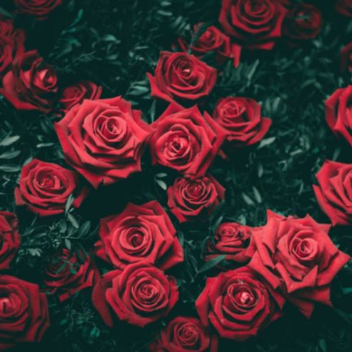 выбрать Фотообои розы Каталог фотообоев на стену