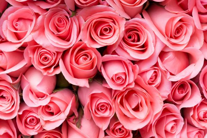 Фотошпалери яскраві рожеві троянди