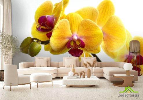 выбрать Фотообои желтые орхидеи на белом фоне Фотообои Фотообои Цветы:  на стену