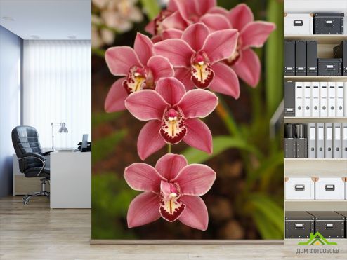 выбрать Фотообои Розовые орхидеи Фотообои Фотообои Цветы: фото, розовый  на стену