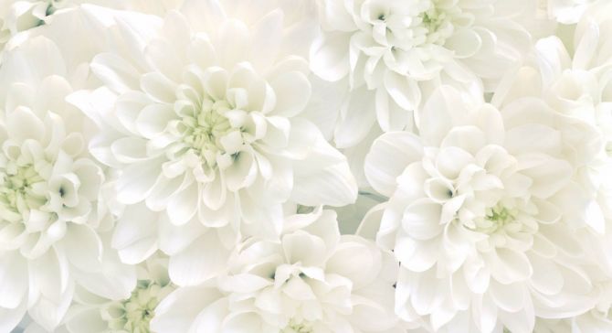 Фотошпалери Білі хризантеми