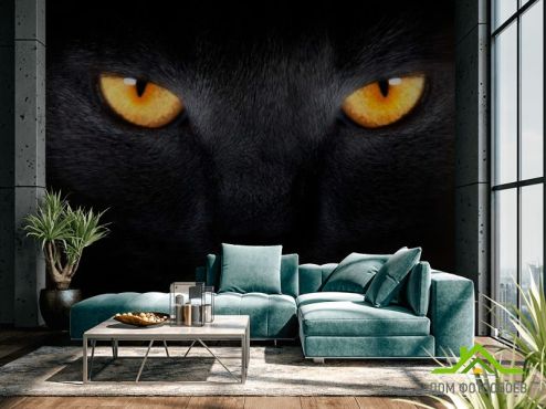 выбрать Фотошпалери Фотошпалери Чорна кішка Фотошпалери Фотошпалери Тварини: Коти, квадратна, горизонтальна на стіну