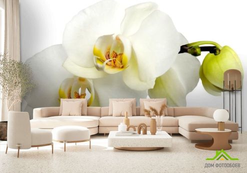 выбрать Фотообои Орхидеи желто-белые Фотообои Фотообои Цветы: фото  на стену