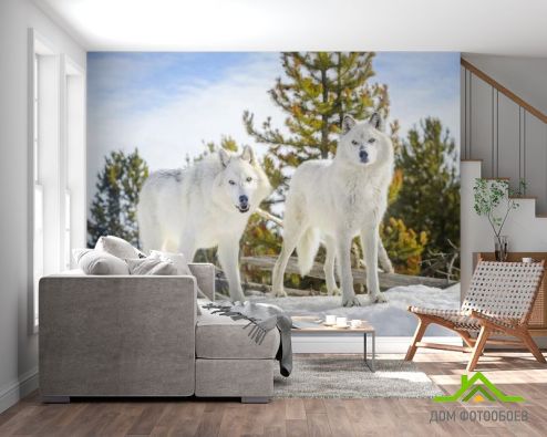 выбрать Фотообои два белых волка на снегу Фотообои Животные на стену