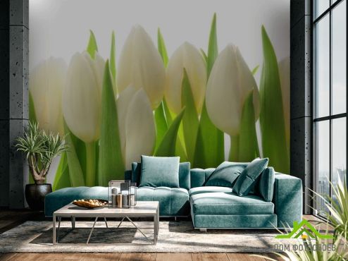выбрать Фотообои белые тюльпаны Фотообои Фотообои Тюльпаны: горизонталная, горизонтальная ориентация на стену