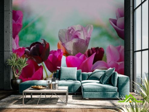 выбрать Фотошпалери Тюльпани рідкісних квітів Фотошпалери Фотошпалери Квіти: рожевий на стіну