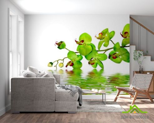выбрать Фотошпалери Зелені орхідеї Зелені фотошпалери на стіну