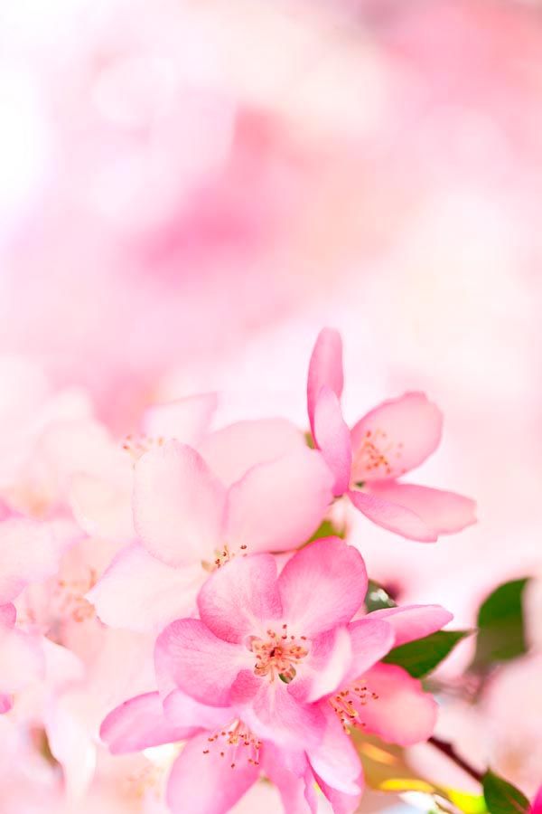 Фотошпалери Букет рожевих квітів