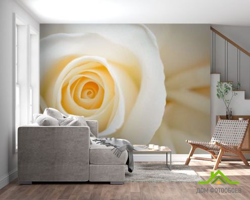 выбрать Фотообои кремовая роза Фотообои, цвет: «» на стену