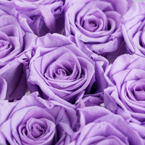 выбрать Фотообои фиолетовые розы Фиолетовые фотообои на стену
