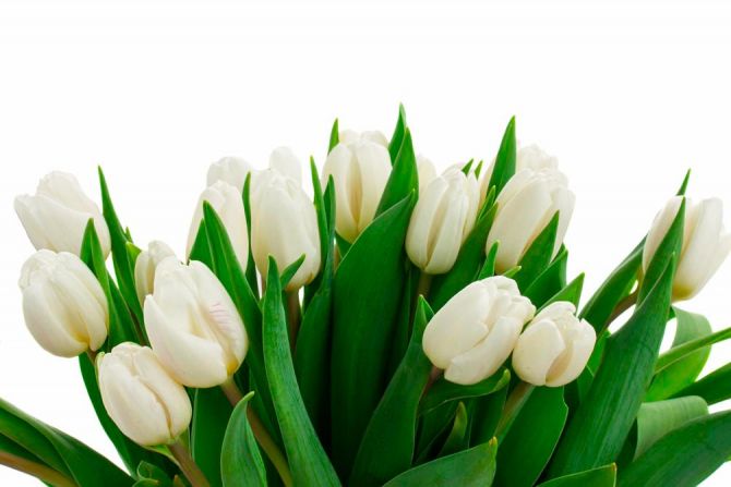 Фотошпалери Білі тюльпани