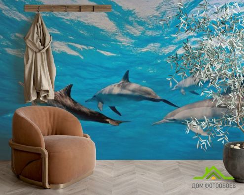 выбрать Фотообои Игра дельфинов Голубые фотообои на стену