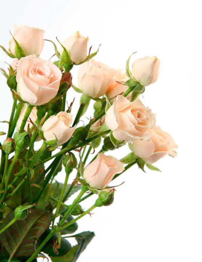 Фотошпалери Бежево-білі троянди