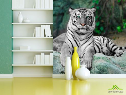 выбрать Фотошпалери Зеленоокий тигр Фотошпалери Фотошпалери Тварини: фото, Тигри  на стіну