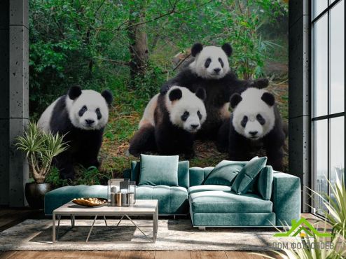 выбрать Фотообои Панды в лесу Фотообои Фотообои Панды: горизонталная, горизонтальная ориентация на стену