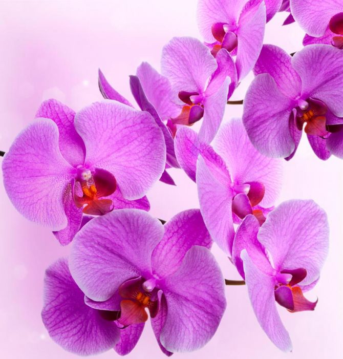 Фотообои Веточка сиреневых орхидей