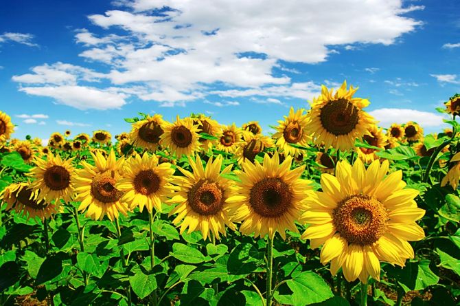 Фотошпалери яскраві літні соняшники