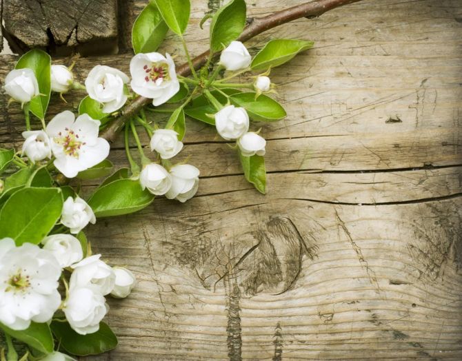 Фотообои белые цветоки на деревянно фоне