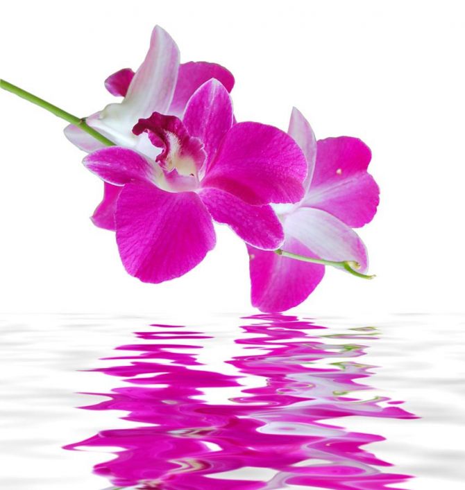 Фотошпалери Орхідеї кольору фусии
