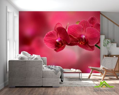 выбрать Фотошпалери Червоні орхідеї Фотошпалери Фотошпалери Орхідеї: фото  на стіну