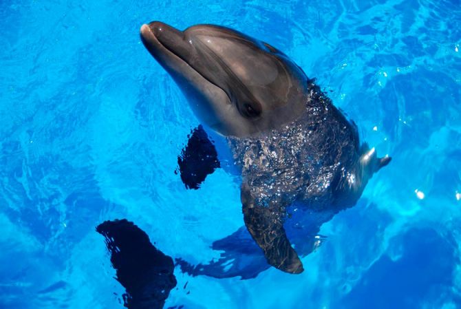 Фотошпалери Жвавий дельфін