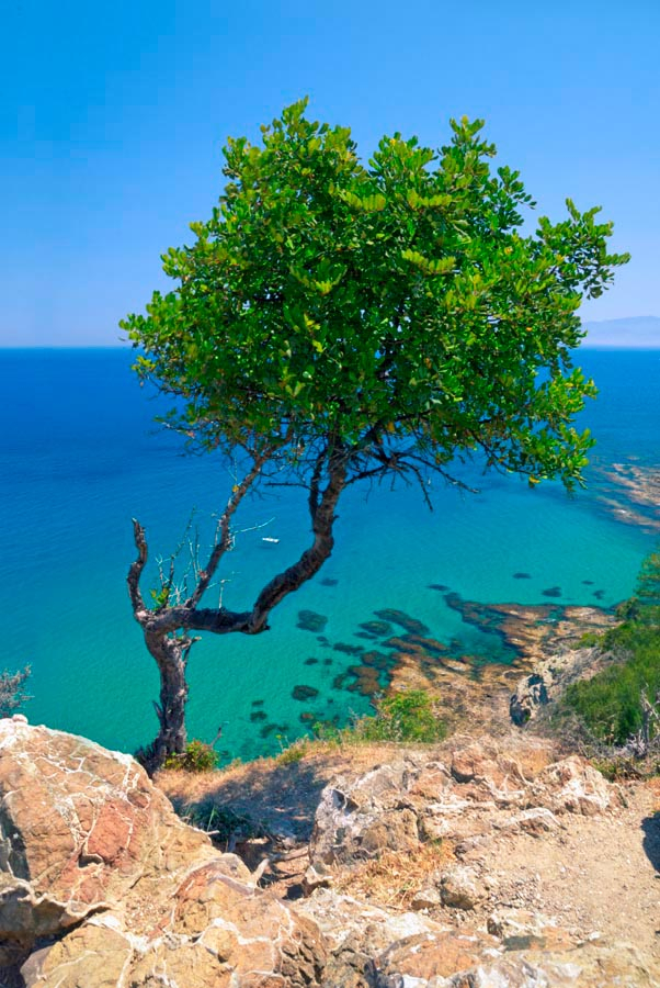 Фотошпалери Дерево на скелі