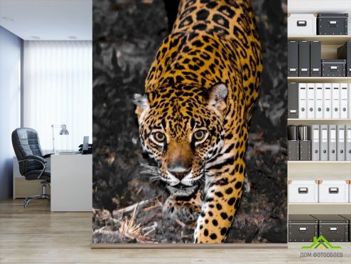 выбрать Фотообои леопард крадётся Фотообои Животные на стену