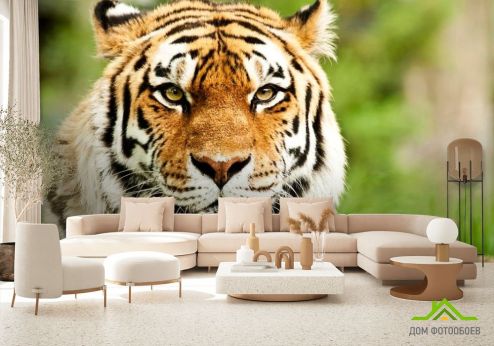 выбрать Фотообои Пристальный взгляд тигра Фотообои Фотообои Животные: Тигры, фото на стену