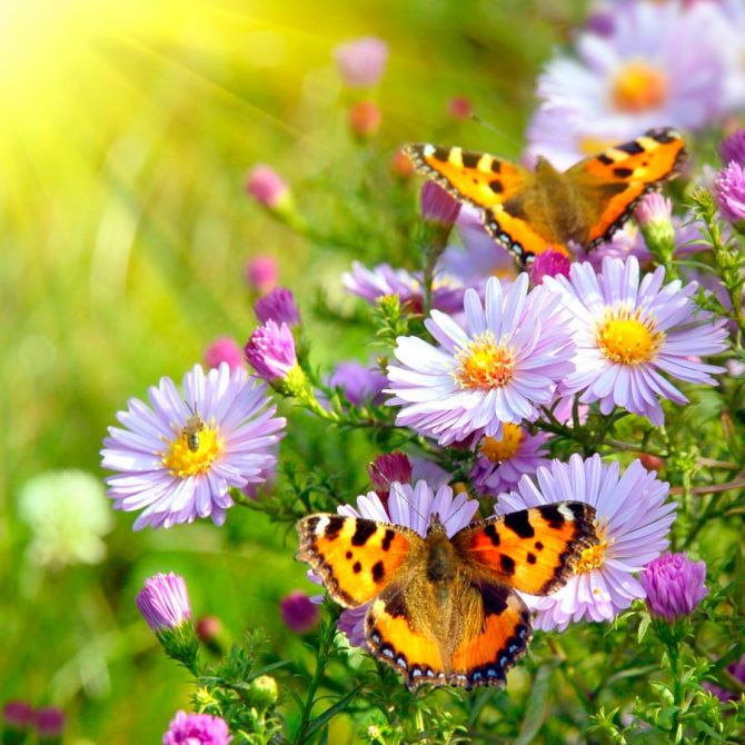 Фотошпалери Метелики в кольорах