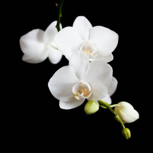 выбрать Фотообои орхидея Черные фотообои на стену
