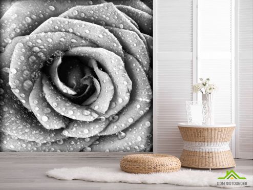 выбрать Фотообои Че6рно-белая роза Фотообои Цветы на стену