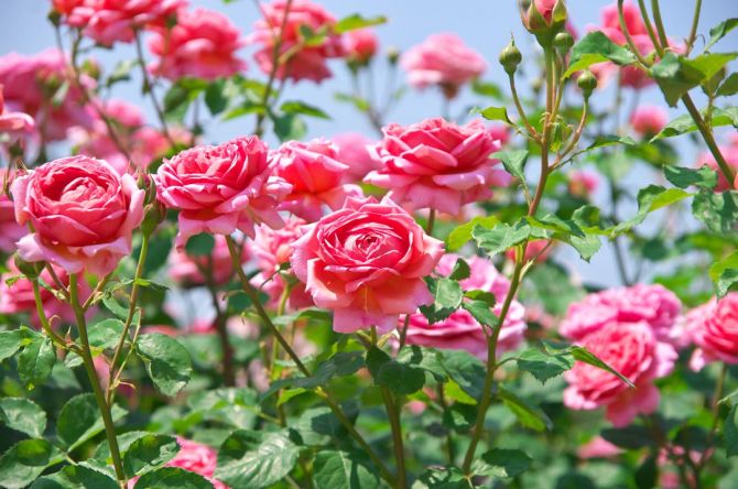 Фотообои кустарники роз