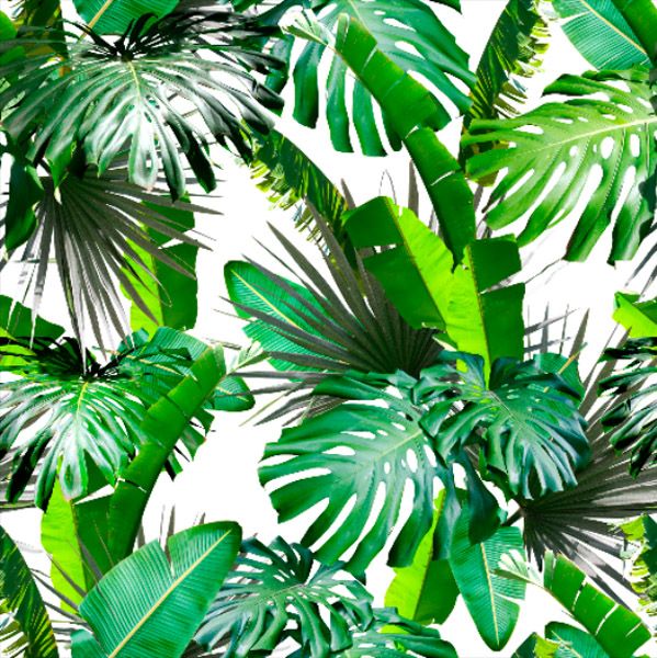 Фотошпалери Тропічні листя