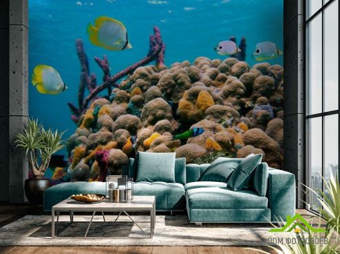 выбрать Фотошпалери Кораловий риф Фотошпалери, колір: «бежевий» на стіну