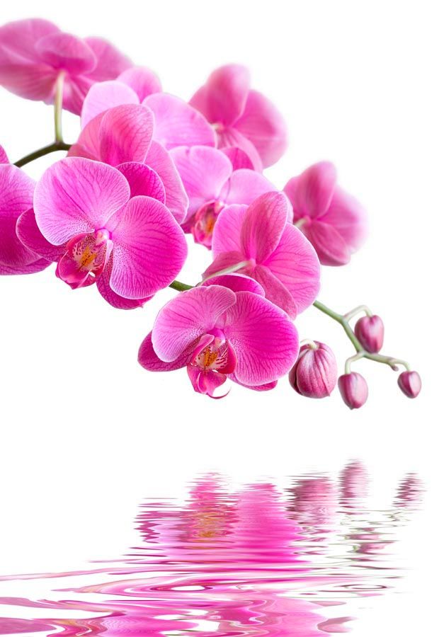 Фотообои Орхидеи малиновые