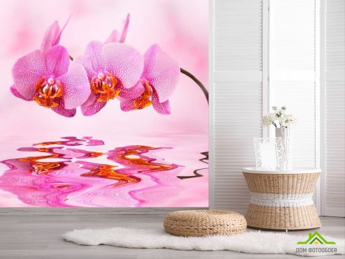 выбрать Фотообои Орхидеи розовые Фотообои Фотообои Цветы: розовый на стену