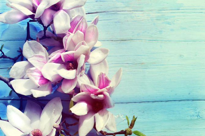 Фотообои цветы на голубом деревянном фоне