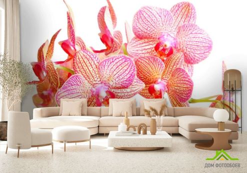 выбрать Фотообои Бежево-розовые орхидеи Фотообои Фотообои Орхидеи: фото  на стену